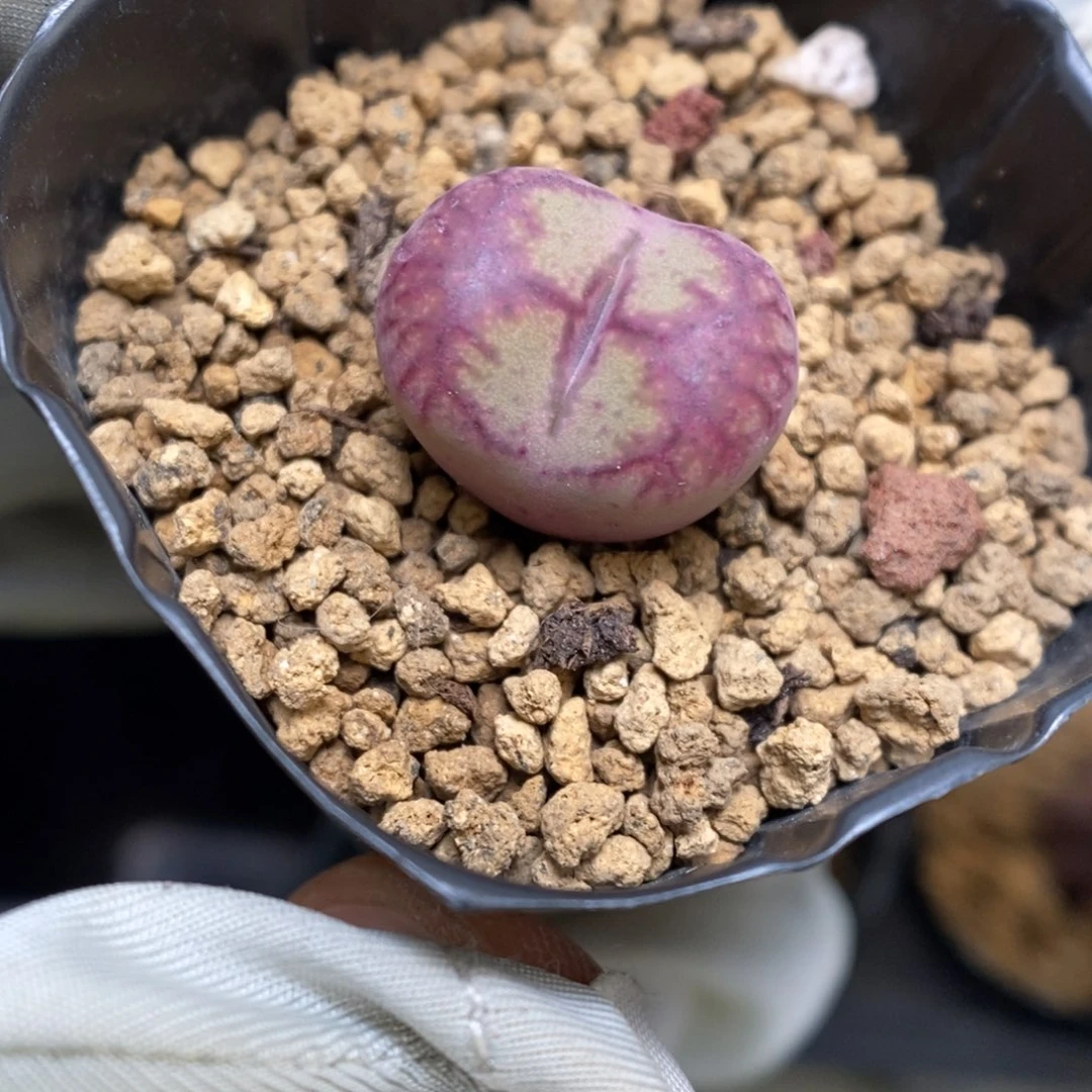 多肉植物肉锥杂交K-3619
