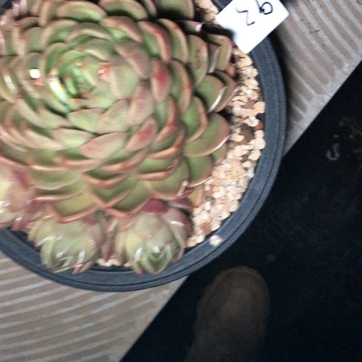 独****頭93/////////////////