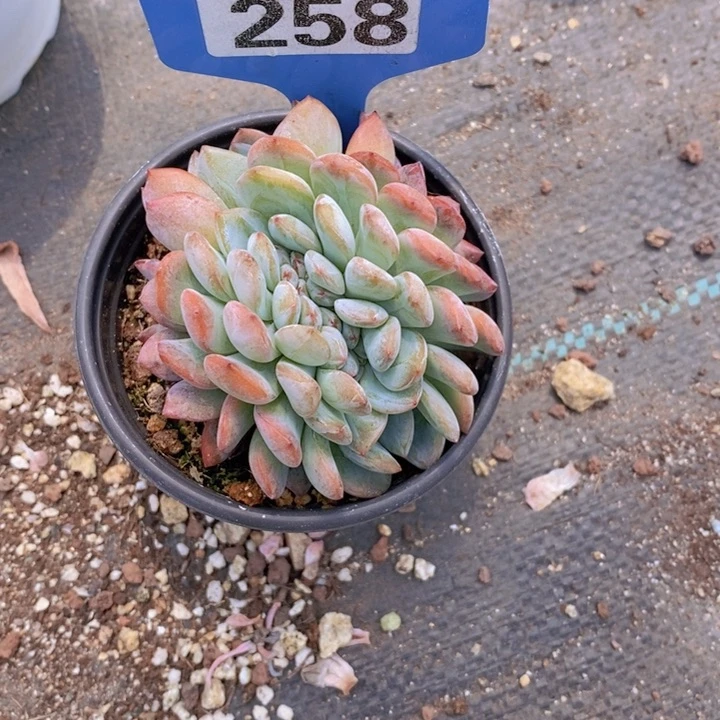 宇*258号多肉植物11111