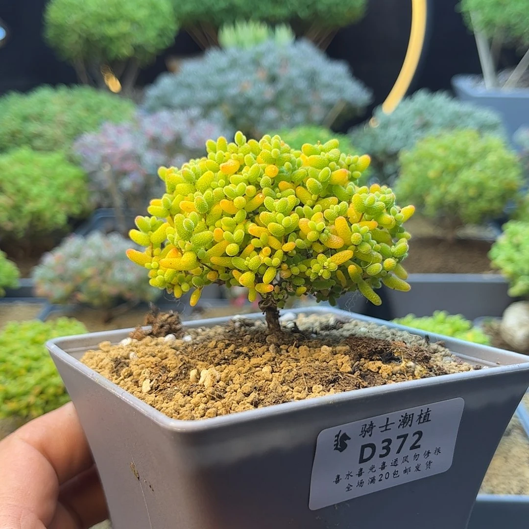 372蜜橘糖球枝干多肉