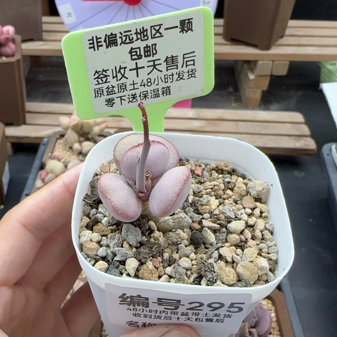 295白肌红蛋多肉