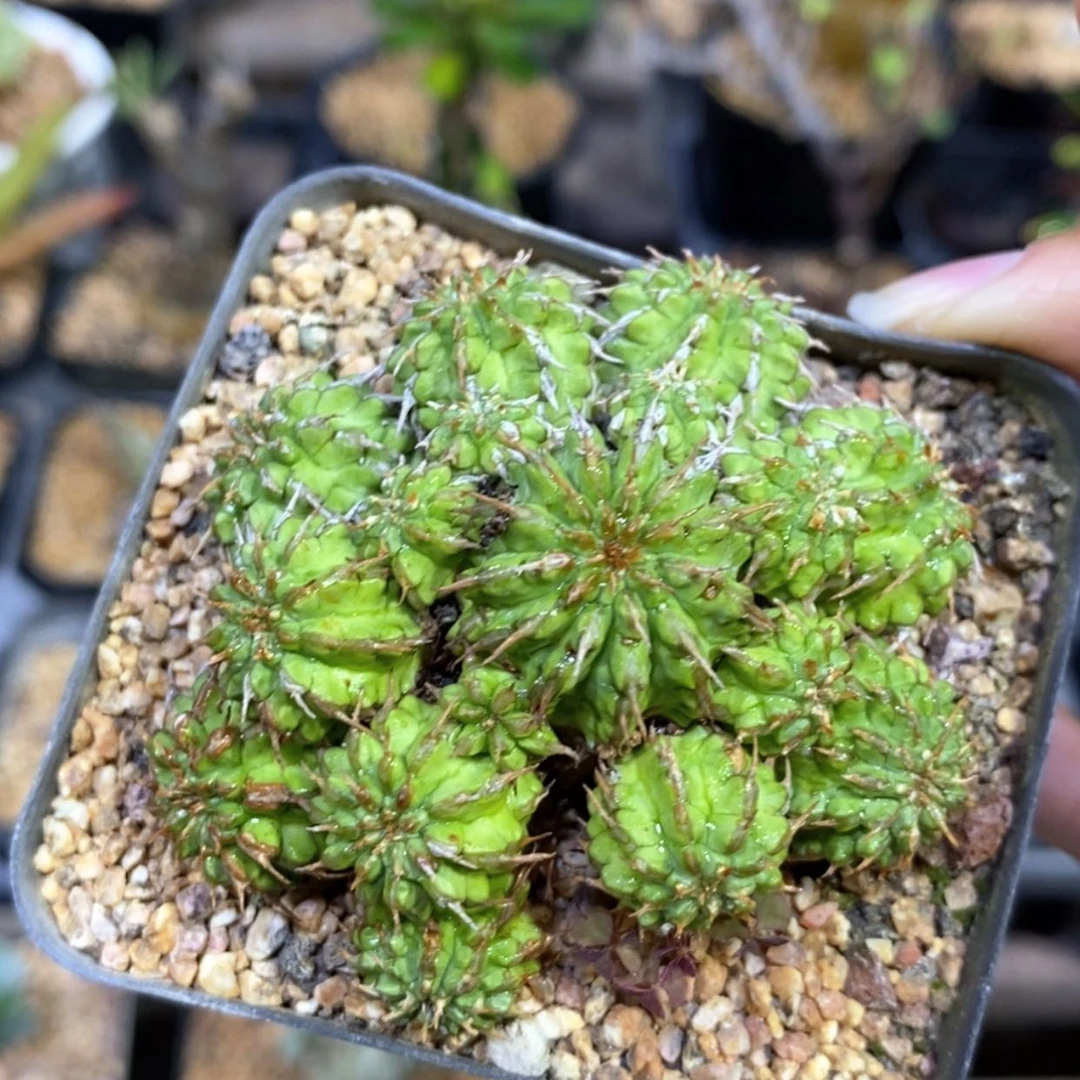 【闪购商品】那***谁丰收大戟