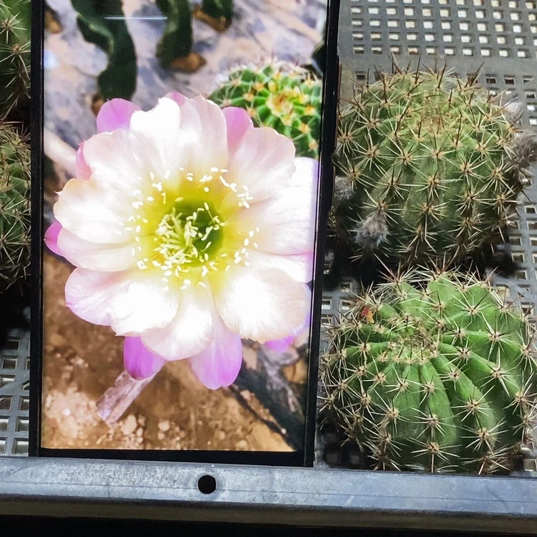 彩 水蜜桃侧芽歪20包邮/6公分