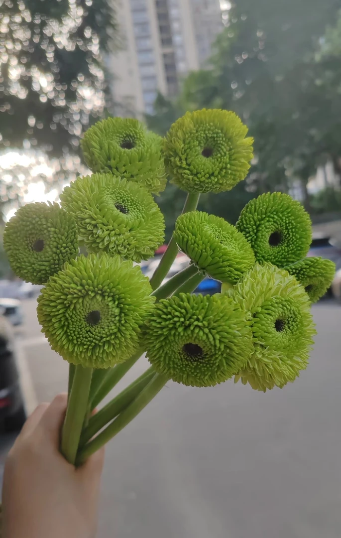 绿色爱丁堡非洲菊10支批发花店摆地摊直发一手货源