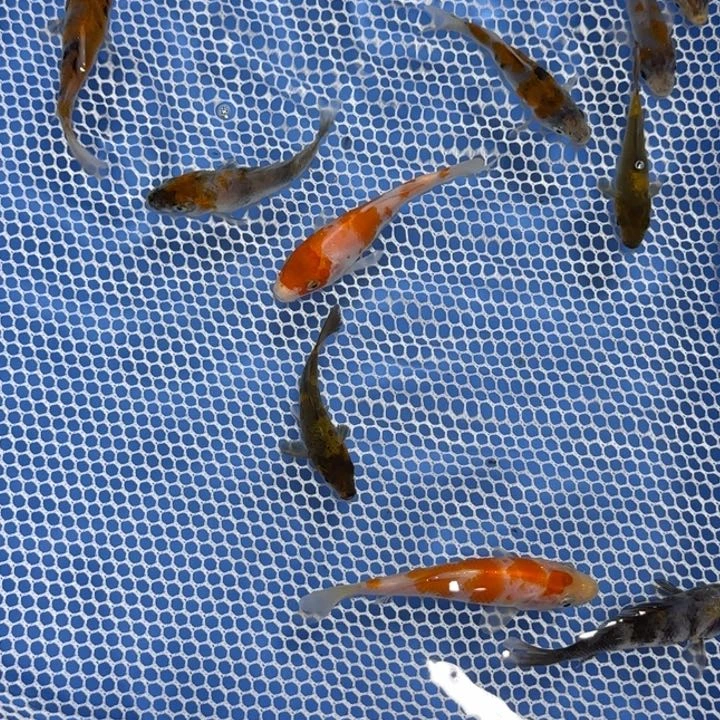 锦鲤柏****行12锦鲤昭和红白