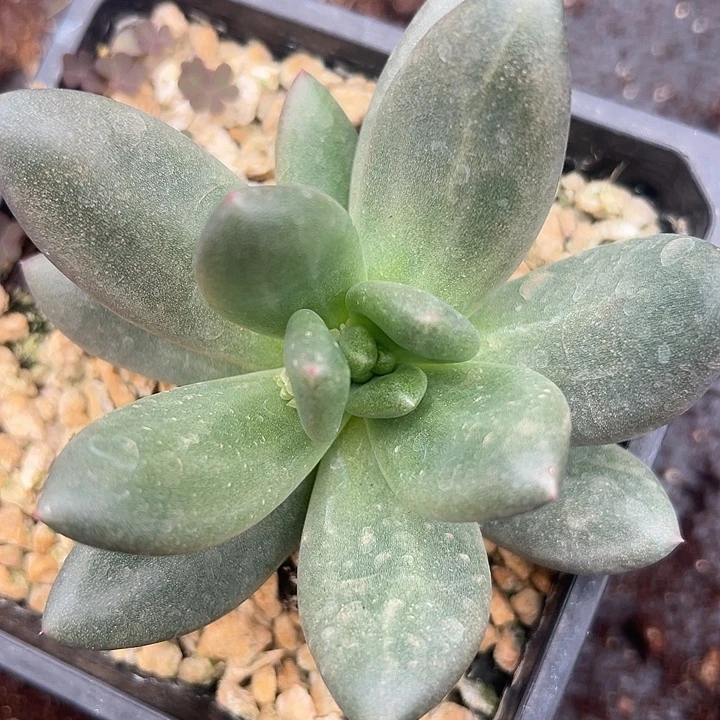 诺克萨斯美人一物一拍