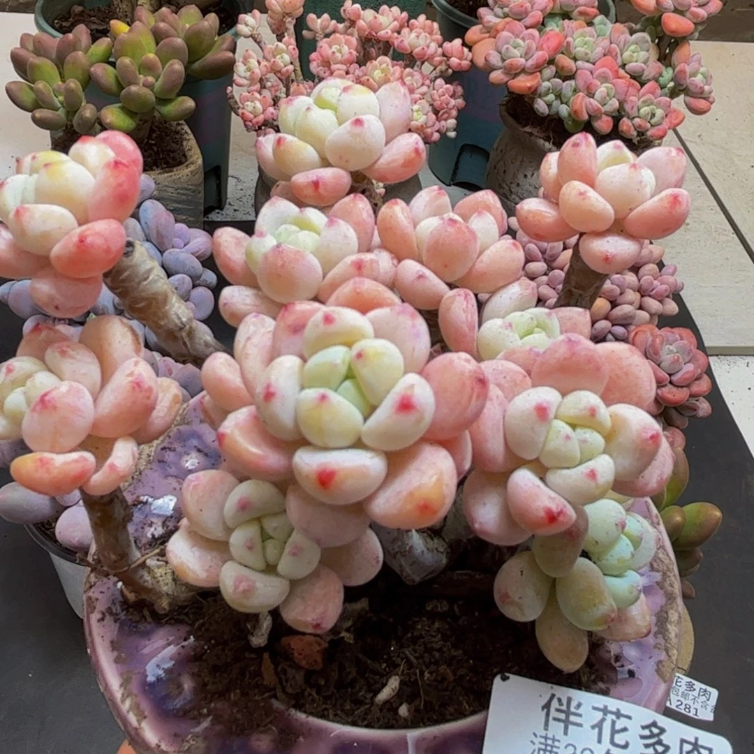 276/10cm白罗琦多肉