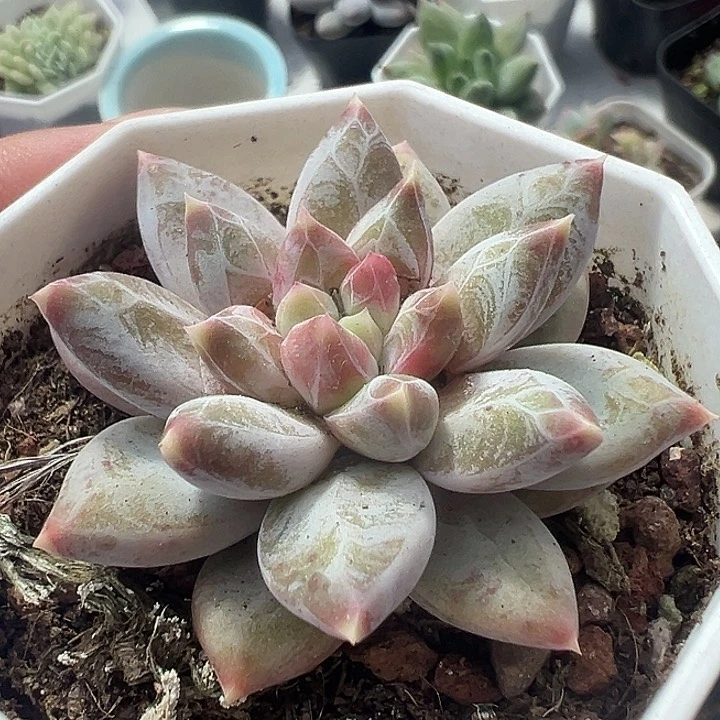 幻影美人精品多肉