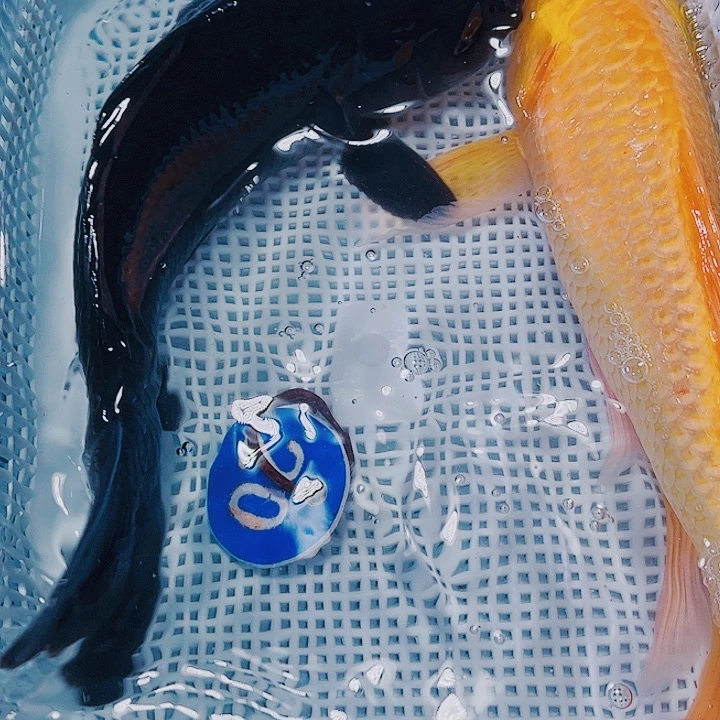 海水鱼锦鲤观赏鱼20