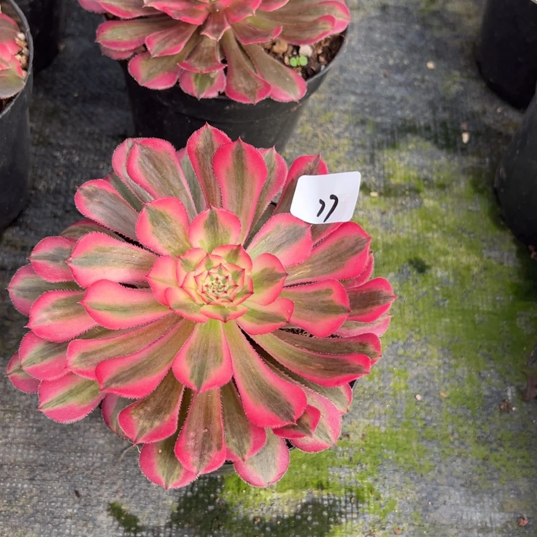 77粉桶一颗5多肉20包邮