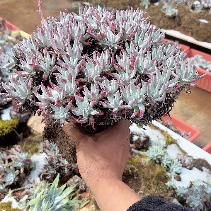 宝*.仙女杯多肉植物