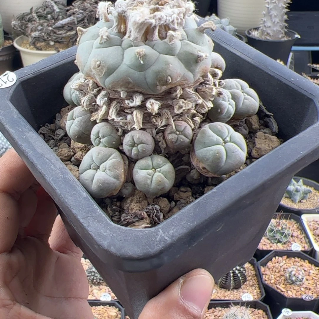 草球老桩一物一拍212