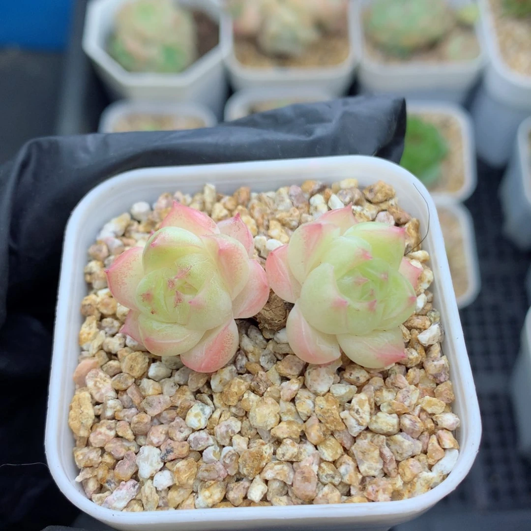 58包邮  群生不包整麦秆33
