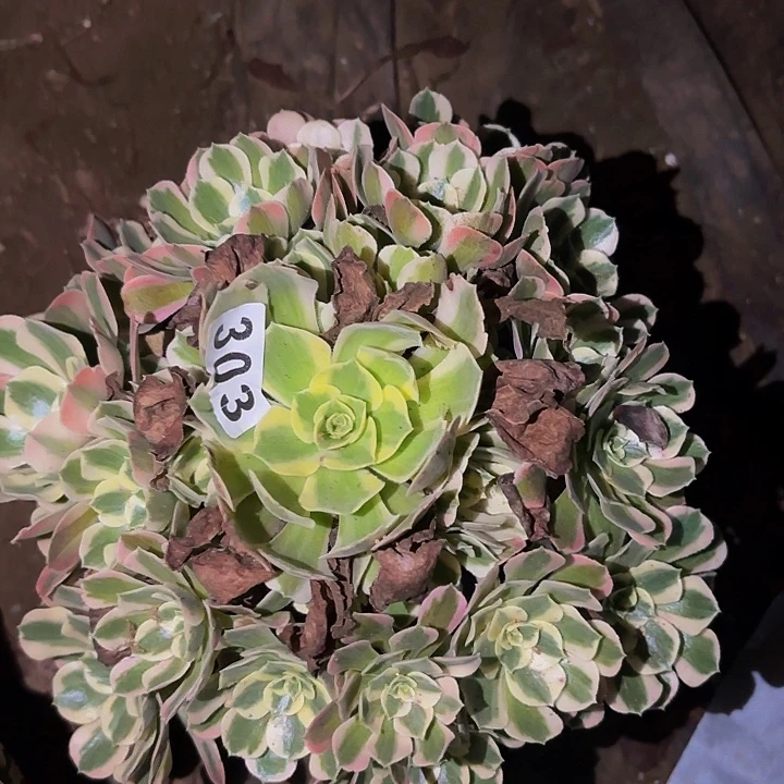 303男神多肉植物不售后