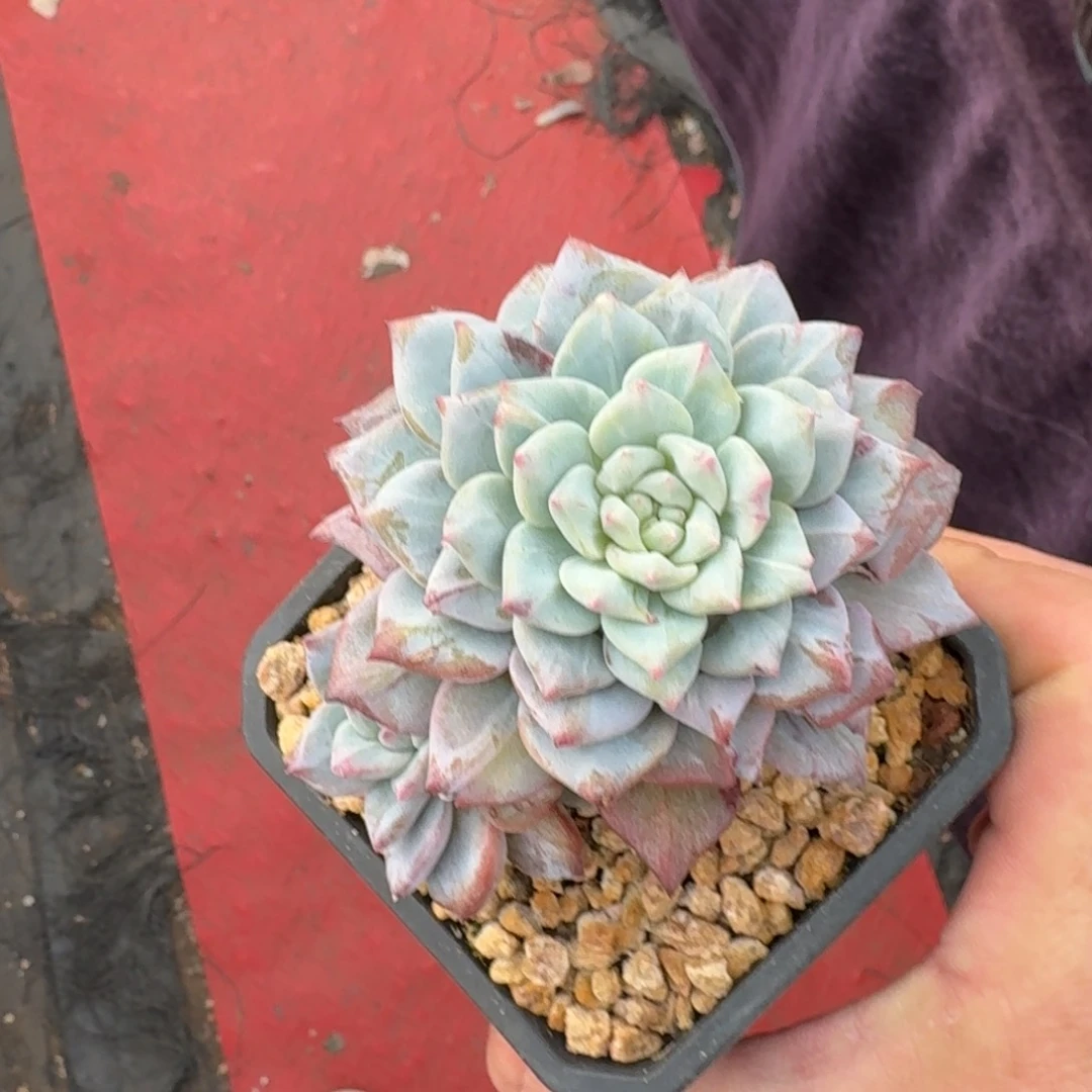 10厘米的尺寸一物一拍的