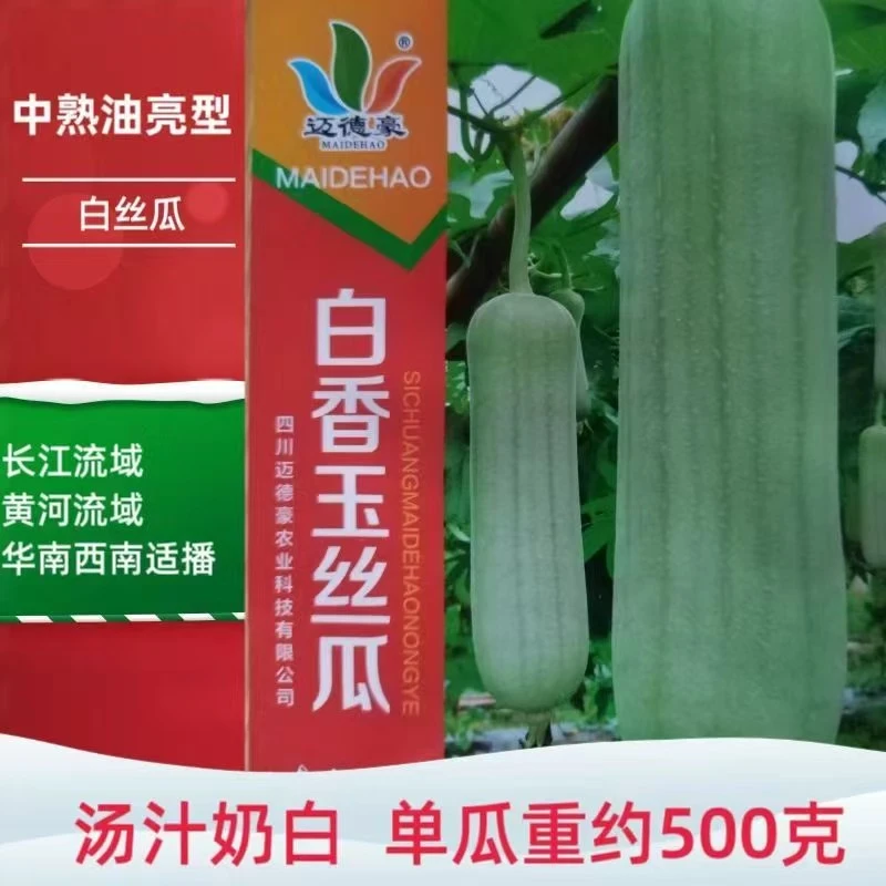 白香玉丝瓜种子杂交早中熟油亮绿白爬藤牛奶丝瓜种籽不黑汤基地用
