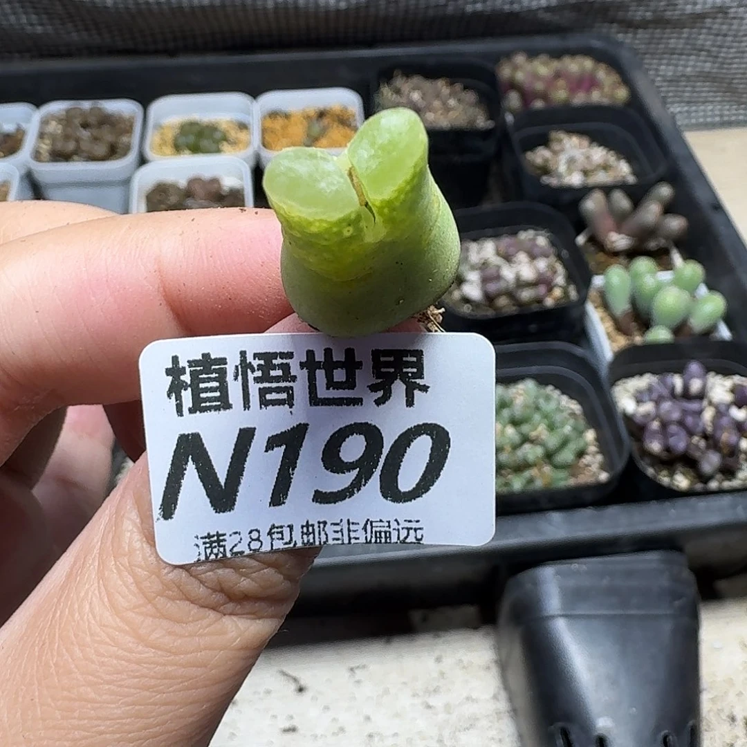多肉植物的润泽地fg