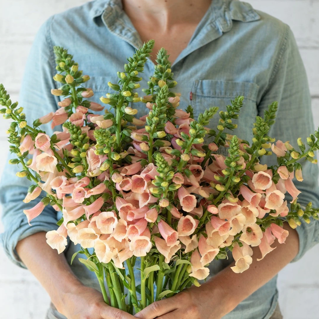 深山花奴【36盆大箱装】毛地黄宫殿粉豹斑点趣味庭院花境观花植物