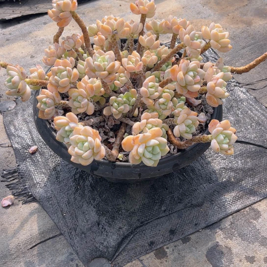 无花朵友家多肉一物一拍