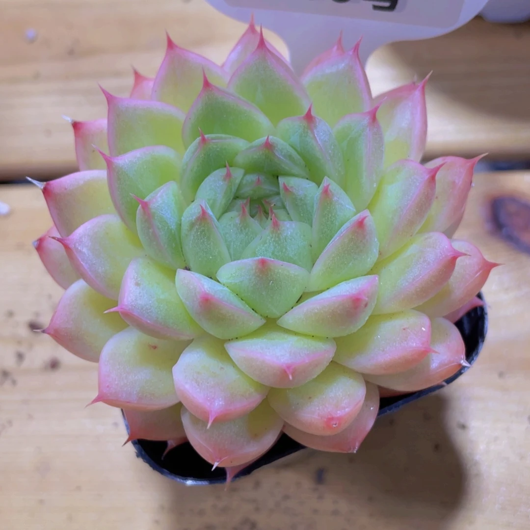 616号 睫毛冰透麦秆精品