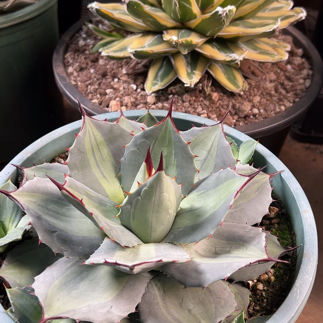 无花朵多肉植物虚空藏浅中