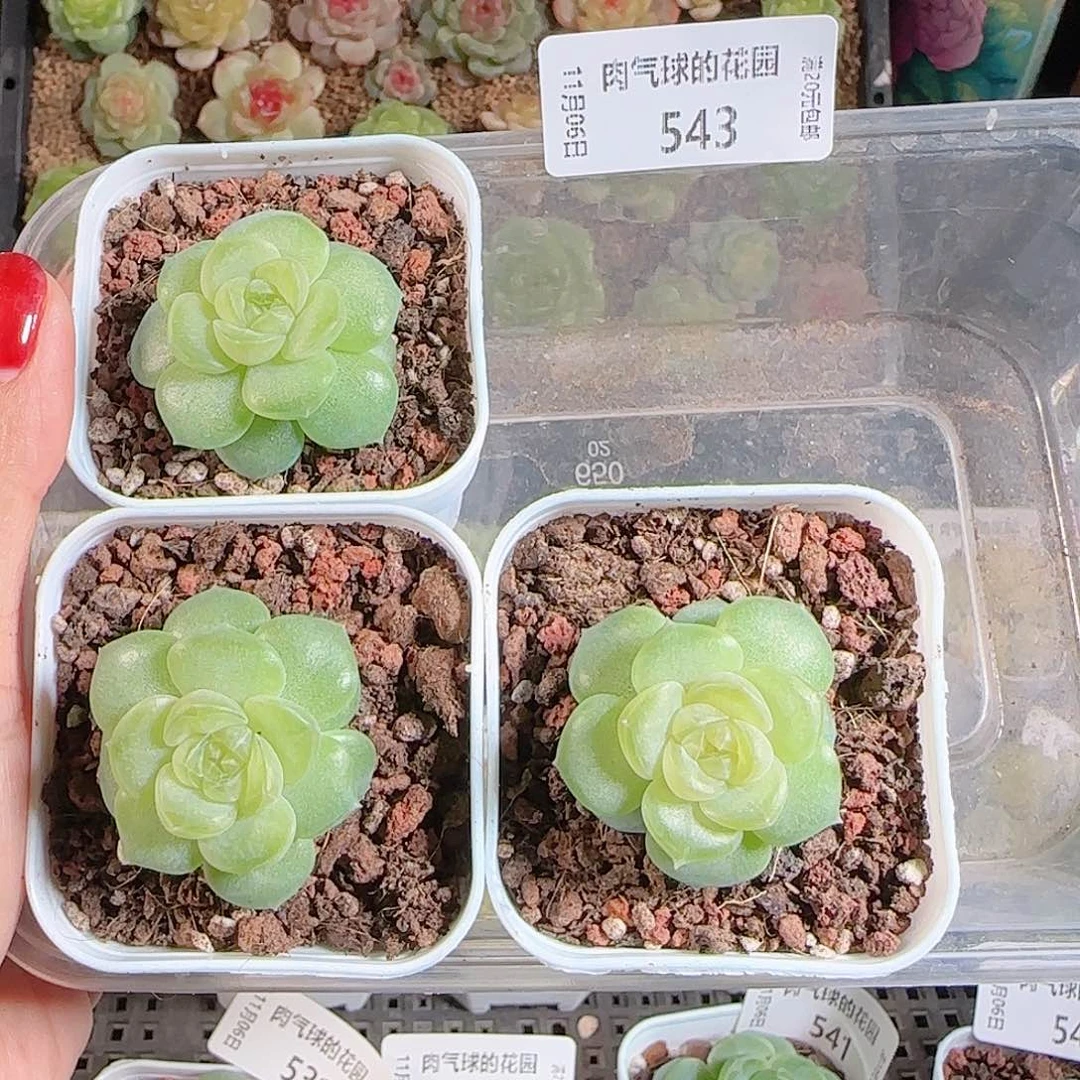 1106–543玉瑶任意发一物