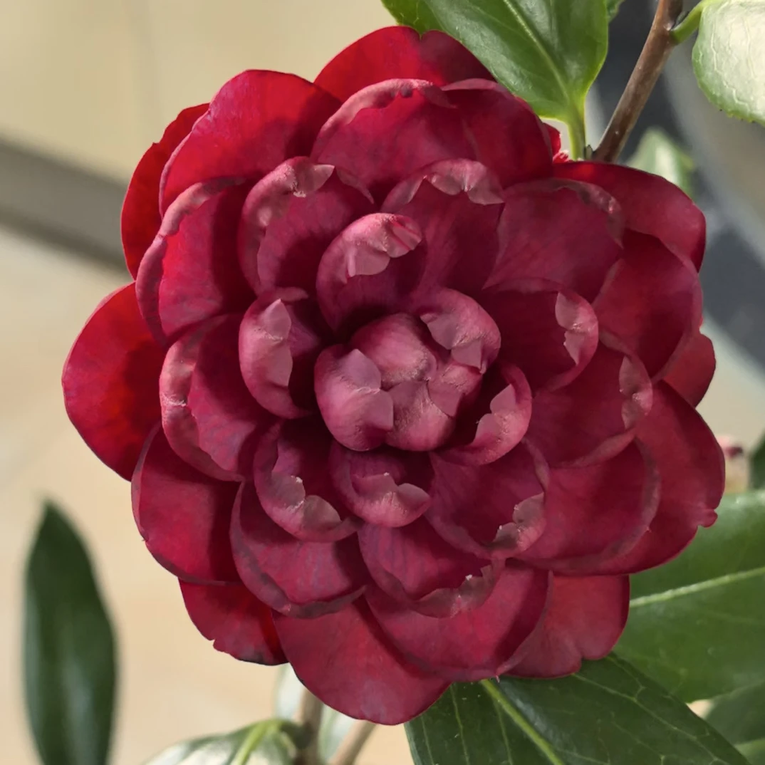 紫螺旋 茶花树盆栽  阳台植物