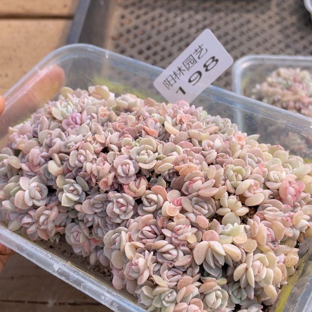 小****ღ多肉植物多肉植物198