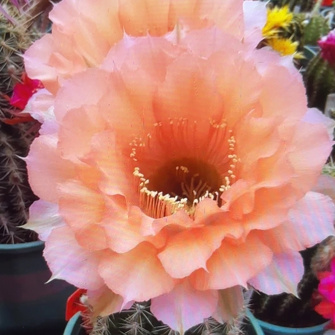 带根睡美人彩20包邮仙人球