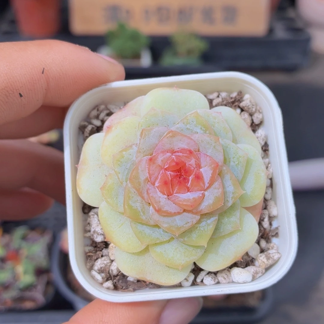 糖心涟漪多肉9.9包邮发货