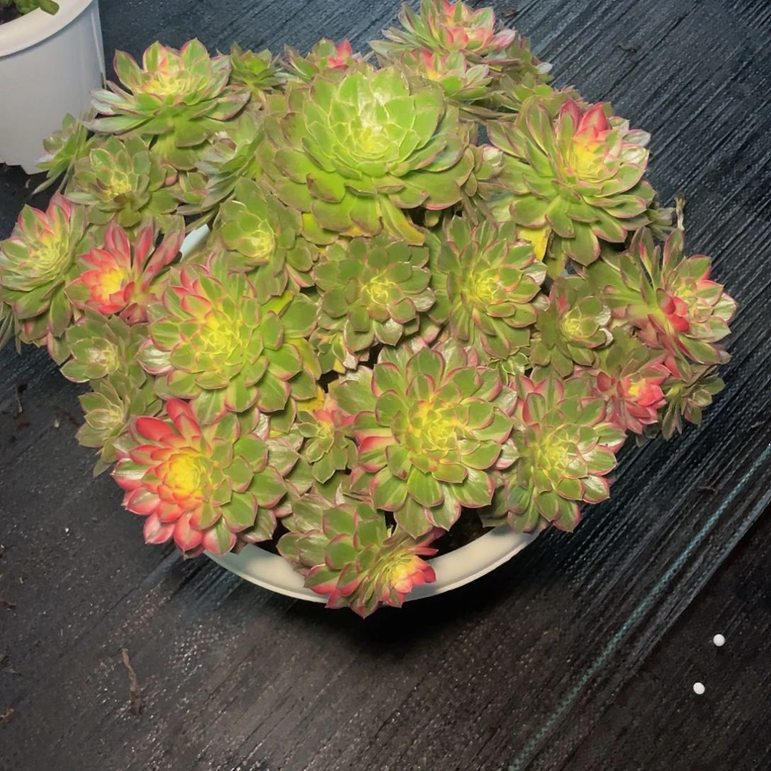 二***姨万花筒捧花完美手捧