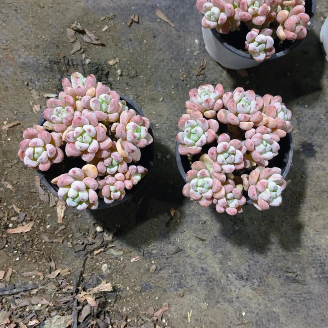 罗琦9cm整桩老桩新疆包邮