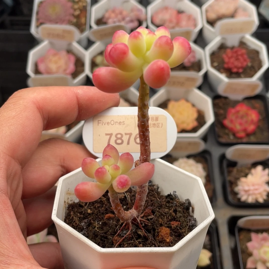 果冻乙女心7876-5厘米