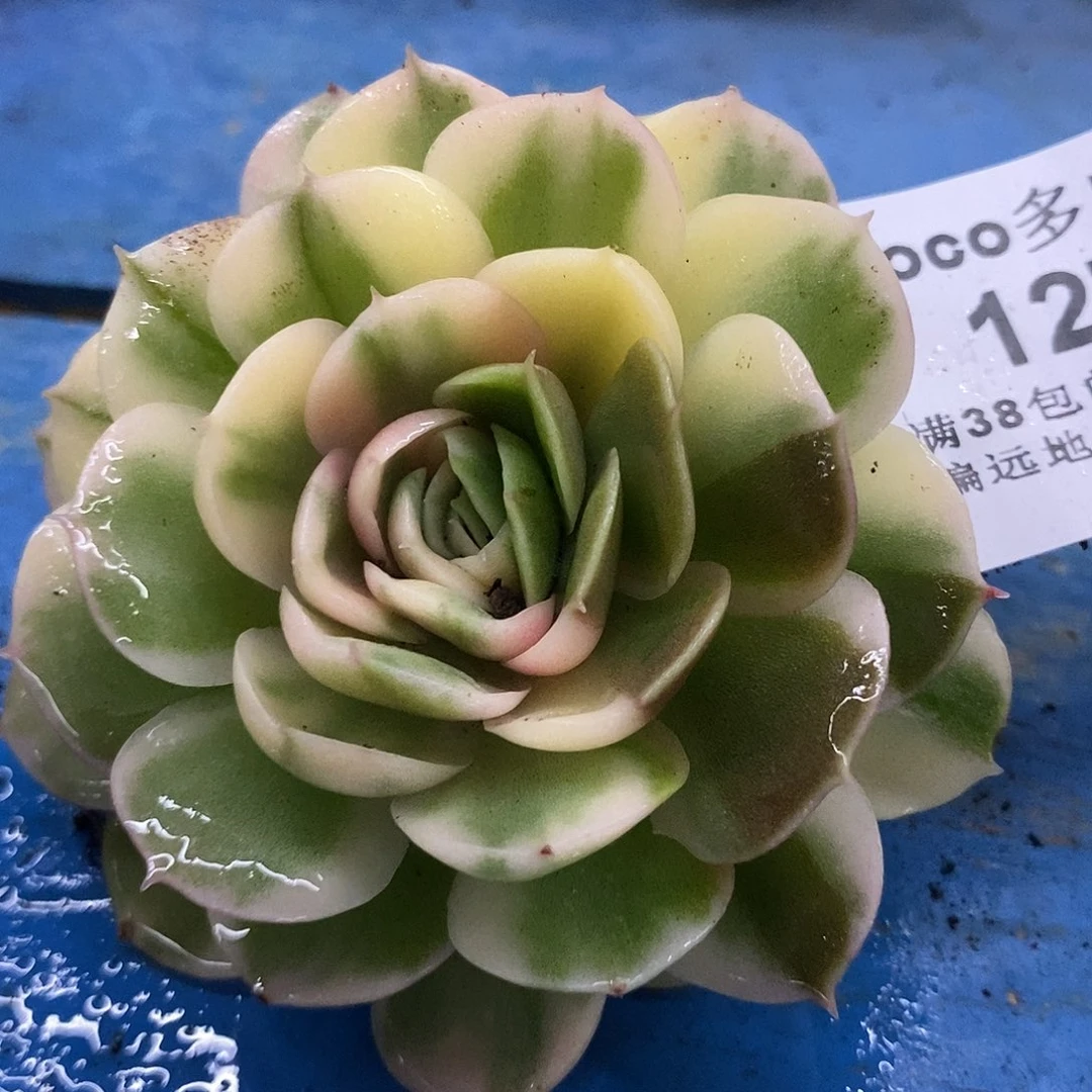 127昂斯诺彩锦炸多肉植物