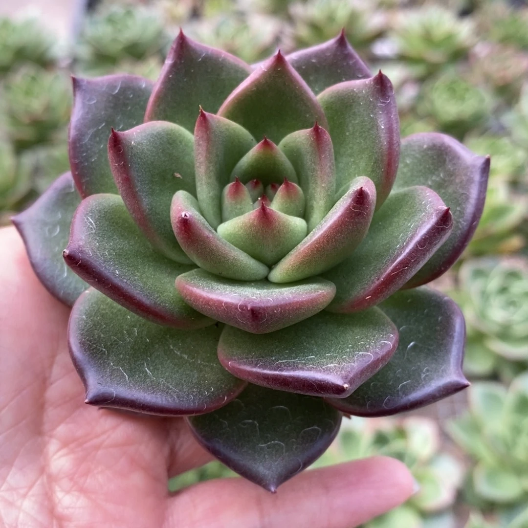 无花朵351 号东云系多肉