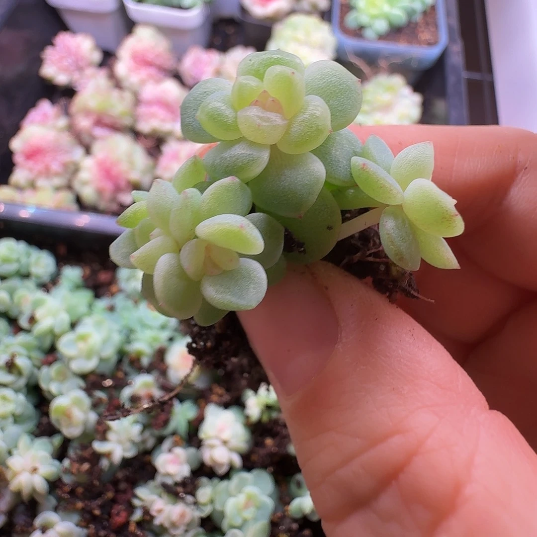 宝藏专拍科迪5头福利