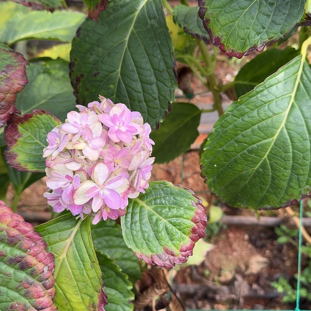 大部分花苞少量开放7