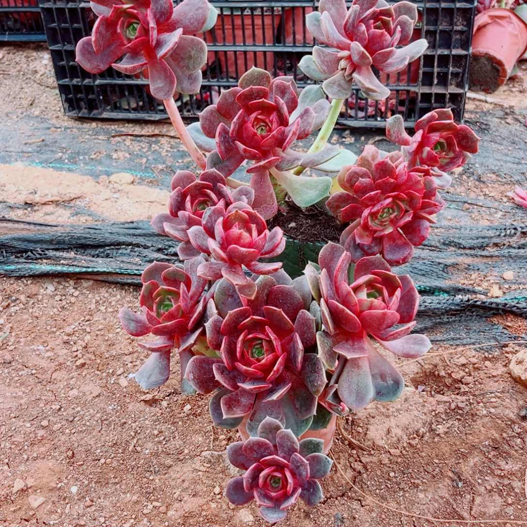 大红袍一颗带土球