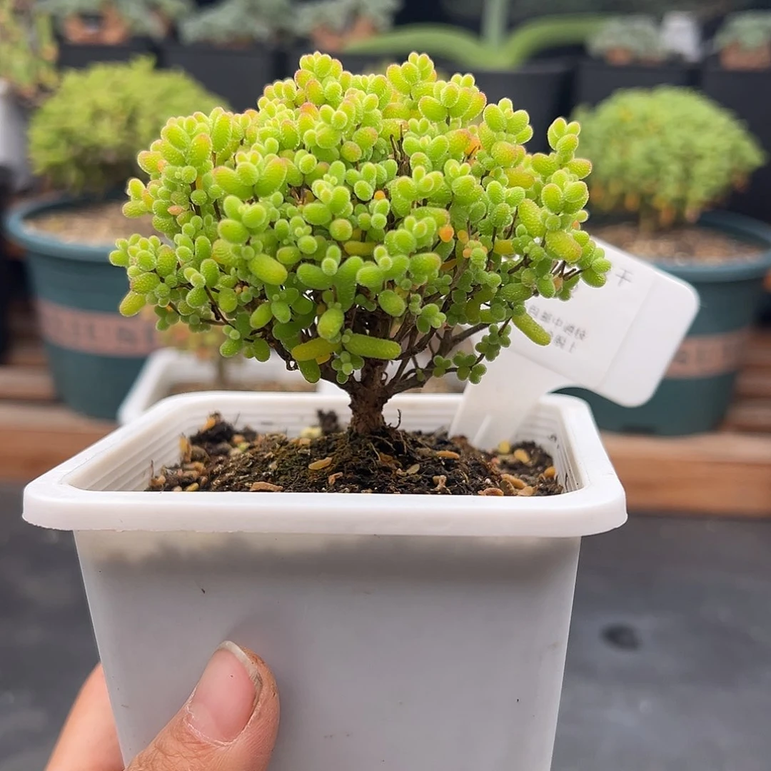 22号金桔糖球1.3多肉