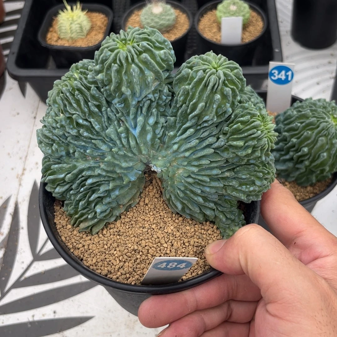 484蝌蚪球缀化带盆带土