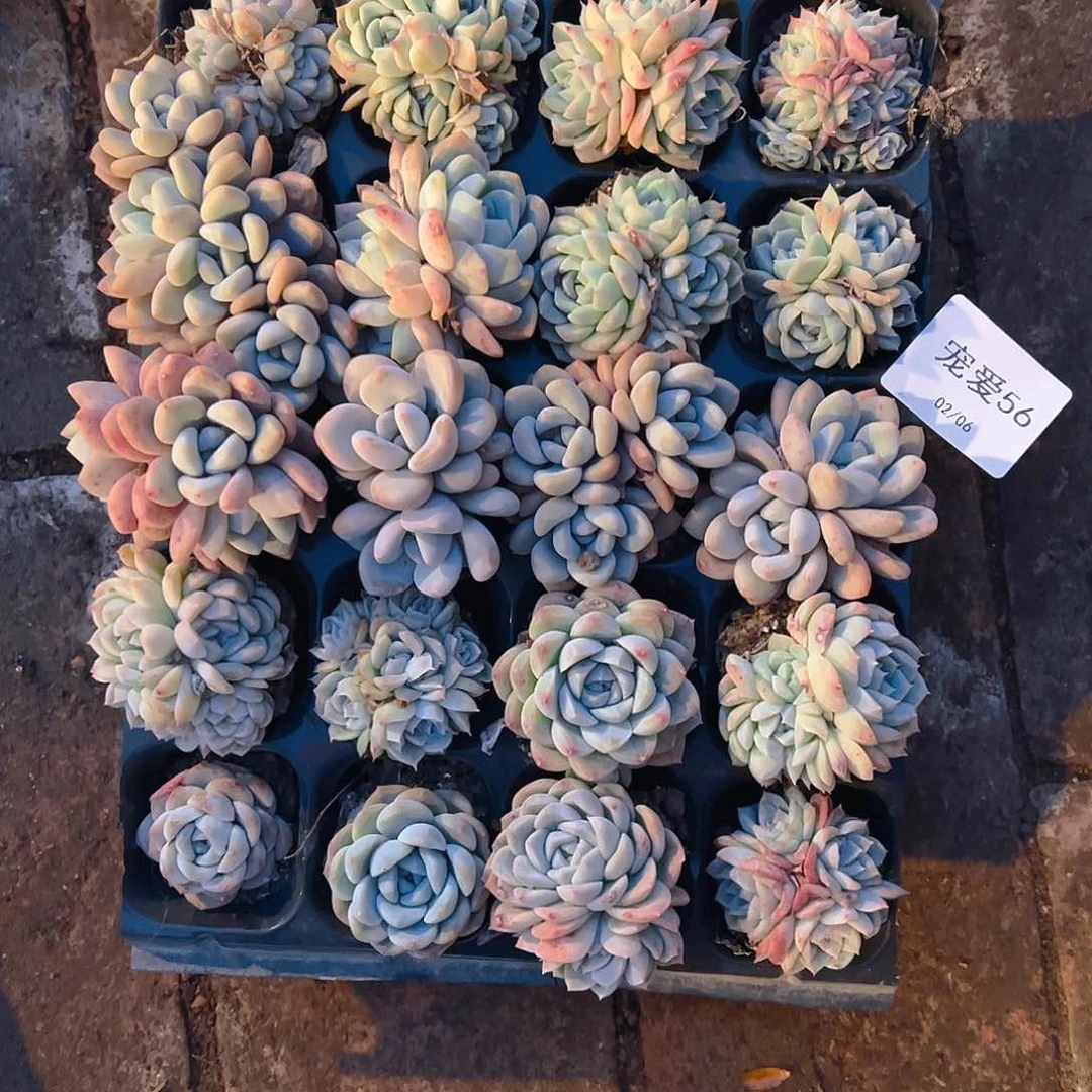 直播福利一物一拍56