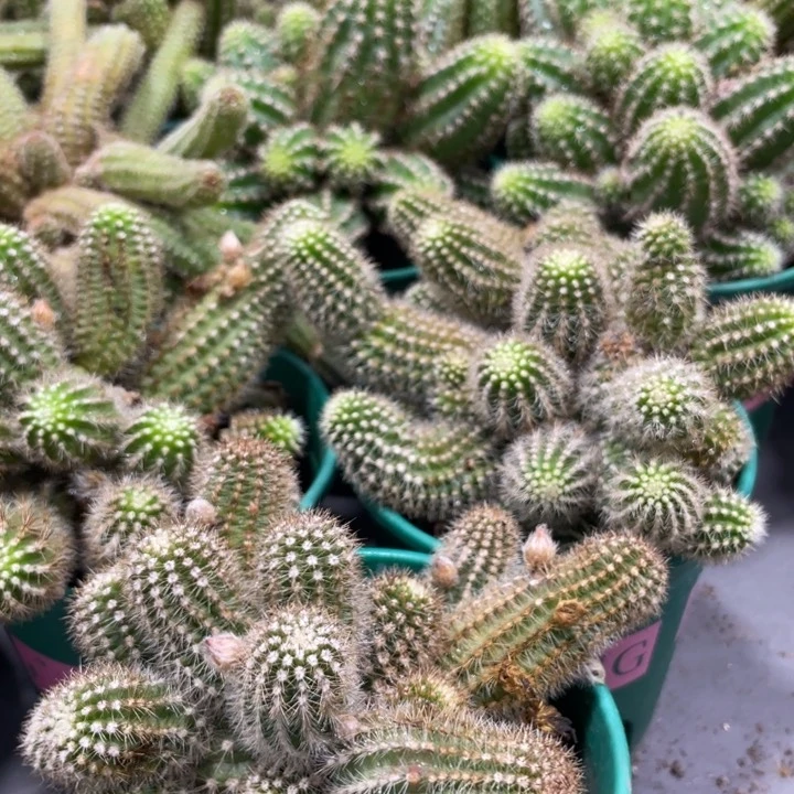 群生多头白檀吕根岛火焰一杯