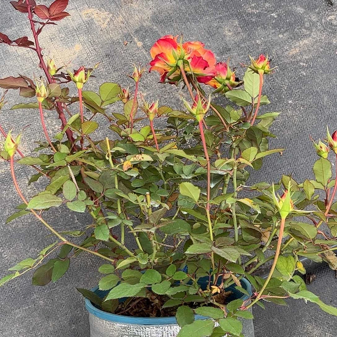 无花朵Vip，1.8加仑土球发货