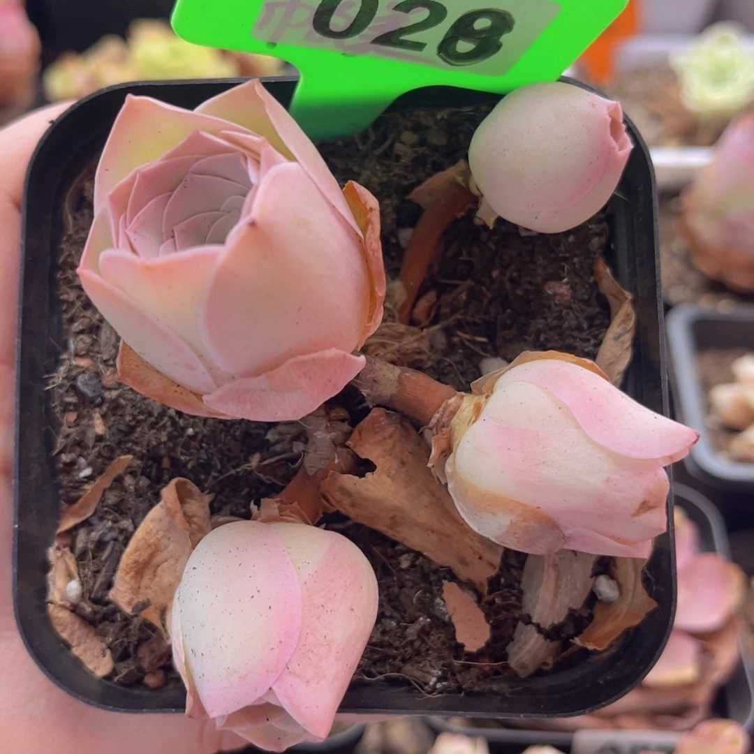 028 多头老桩 一物一拍