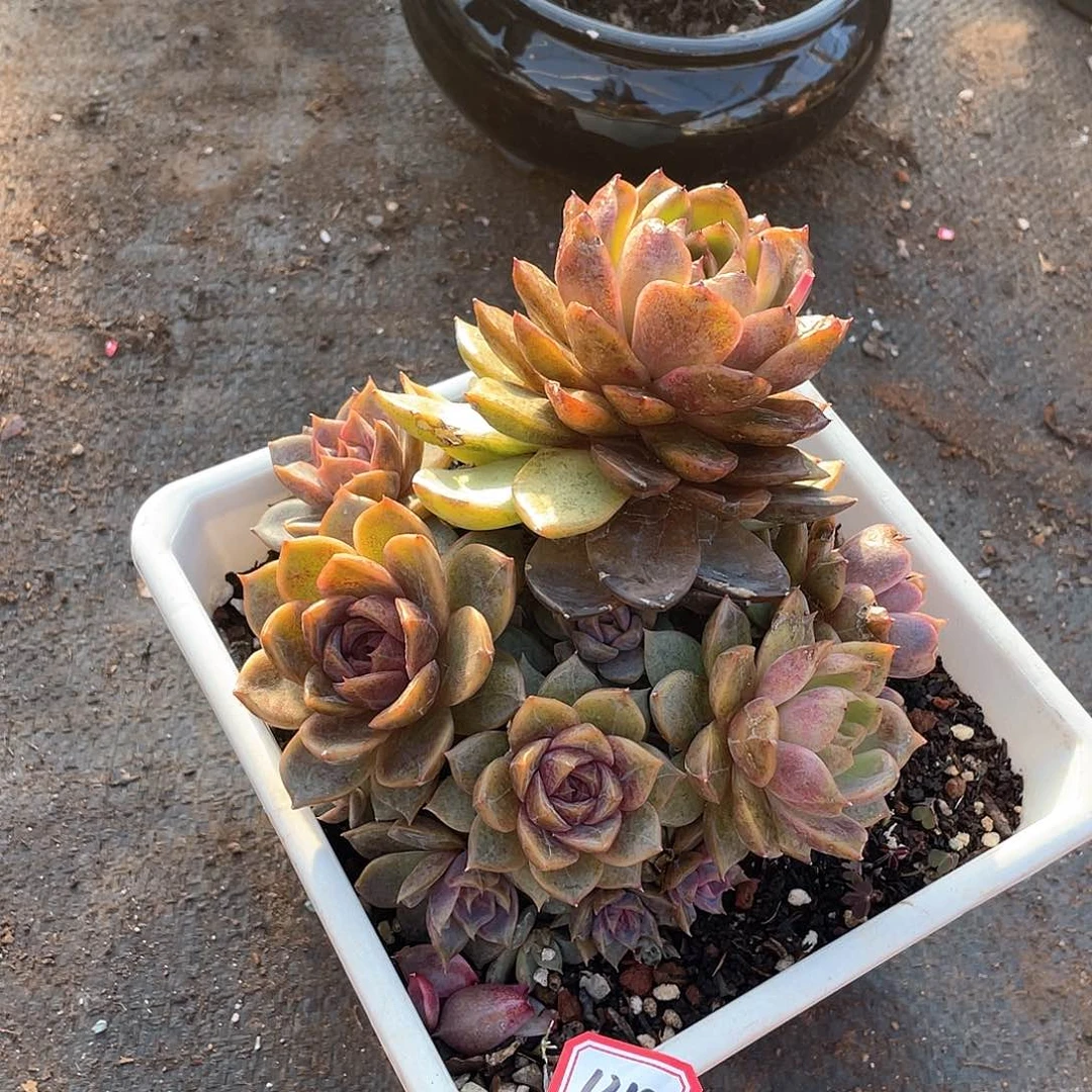 1318巧克力慕斯一物一拍多肉