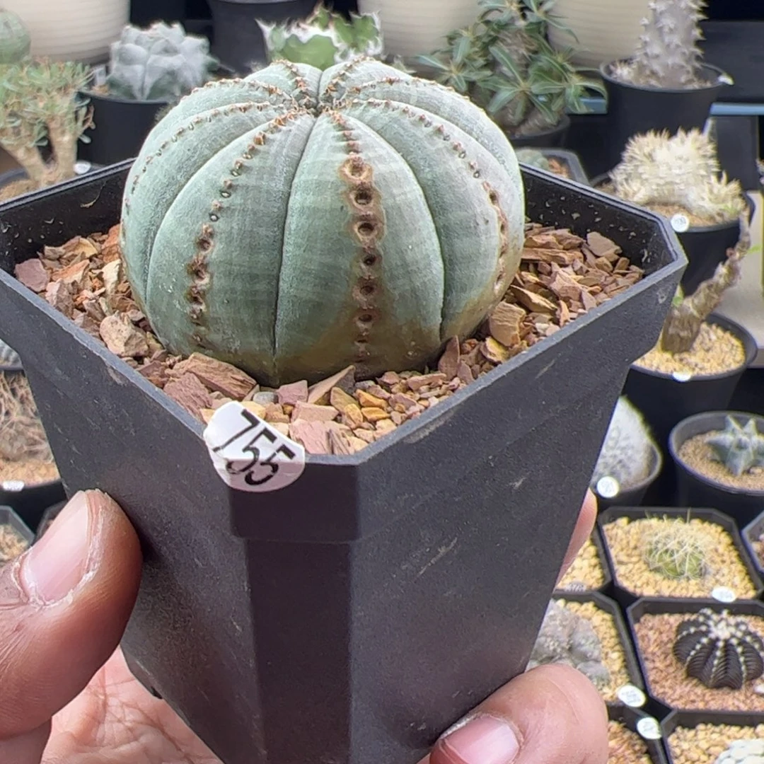 锈斑布纹球4.9一物一拍755