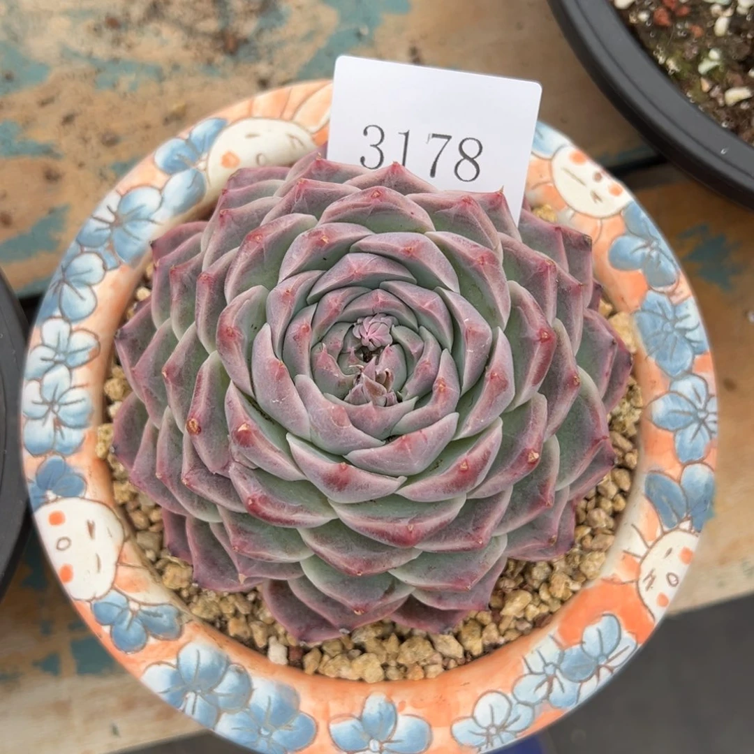 卖****?3178多肉多多多多