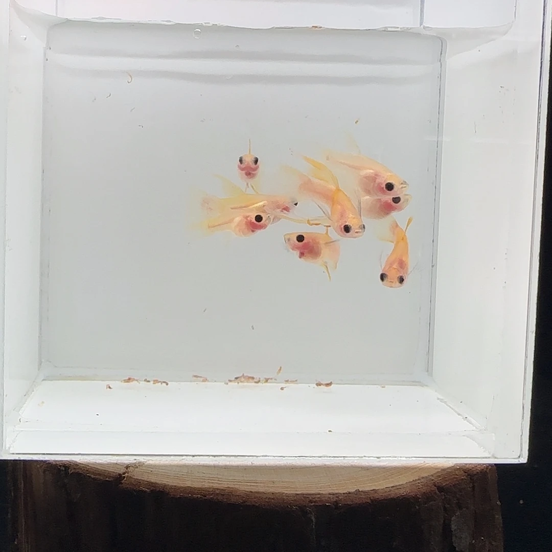 孔雀鱼8条幻彩粉猫长公3