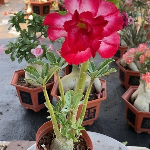 【闪购商品】无花朵ʚ***膀绿植