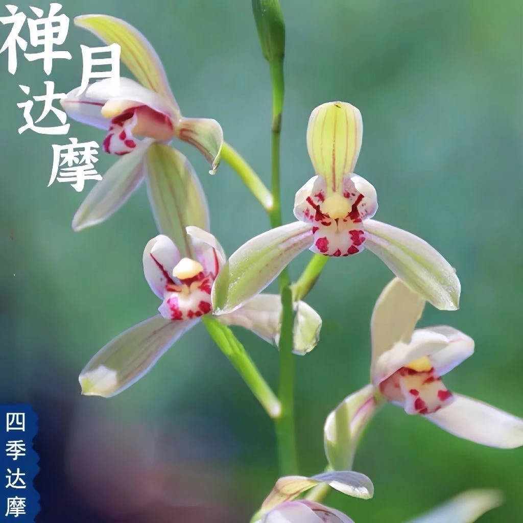 建兰禅月达摩矮种金边兰花四季兰绿植盆栽花卉浓香好养易活